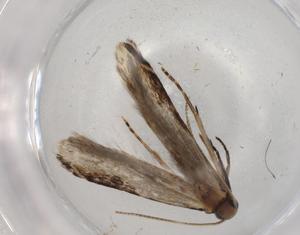  ( - BIOUG73773-G02)  @11 [ ] CreativeCommons - Attribution (2021) Centre for Biodiversity Genomics Centre for Biodiversity Genomics