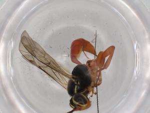  ( - BIOUG73777-F04)  @11 [ ] CreativeCommons - Attribution (2021) Centre for Biodiversity Genomics Centre for Biodiversity Genomics