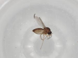  (Forcipomyia sp. DB 11421 - BIOUG73949-B03)  @11 [ ] CreativeCommons - Attribution (2021) Centre for Biodiversity Genomics Centre for Biodiversity Genomics