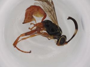  ( - BIOUG74006-A03)  @11 [ ] CreativeCommons - Attribution (2021) Centre for Biodiversity Genomics Centre for Biodiversity Genomics