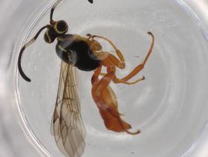  ( - BIOUG74011-H06)  @11 [ ] CreativeCommons - Attribution (2021) Centre for Biodiversity Genomics Centre for Biodiversity Genomics