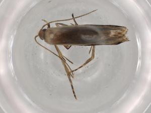  ( - BIOUG74069-C04)  @11 [ ] CreativeCommons - Attribution (2021) Centre for Biodiversity Genomics Centre for Biodiversity Genomics