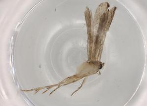  ( - BIOUG74725-A01)  @11 [ ] CreativeCommons - Attribution (2021) Centre for Biodiversity Genomics Centre for Biodiversity Genomics