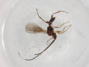  ( - BIOUG73970-C03)  @12 [ ] CreativeCommons - Attribution (2021) Centre for Biodiversity Genomics Centre for Biodiversity Genomics