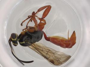  ( - BIOUG74189-A04)  @11 [ ] CreativeCommons - Attribution (2021) Centre for Biodiversity Genomics Centre for Biodiversity Genomics