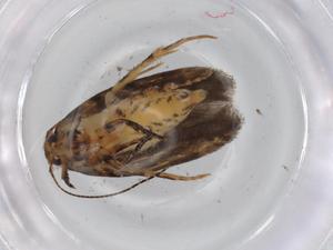  ( - BIOUG74200-F07)  @11 [ ] CreativeCommons - Attribution (2021) Centre for Biodiversity Genomics Centre for Biodiversity Genomics