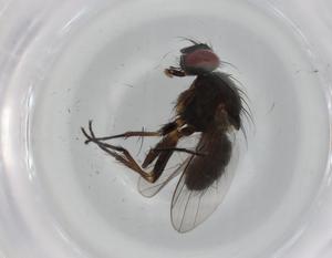  ( - BIOUG74733-F06)  @11 [ ] CreativeCommons - Attribution (2021) Centre for Biodiversity Genomics Centre for Biodiversity Genomics