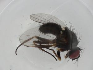  ( - BIOUG74769-B01)  @11 [ ] CreativeCommons - Attribution (2021) Centre for Biodiversity Genomics Centre for Biodiversity Genomics