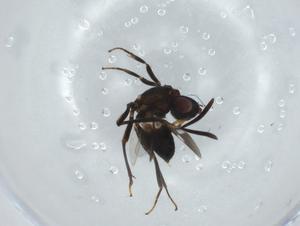  ( - BIOUG74775-D11)  @11 [ ] CreativeCommons - Attribution (2021) Centre for Biodiversity Genomics Centre for Biodiversity Genomics