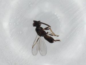  ( - BIOUG74776-D09)  @11 [ ] CreativeCommons - Attribution (2021) Centre for Biodiversity Genomics Centre for Biodiversity Genomics