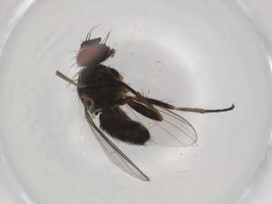  ( - BIOUG74805-B03)  @11 [ ] CreativeCommons - Attribution (2021) Centre for Biodiversity Genomics Centre for Biodiversity Genomics