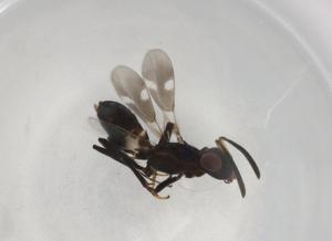  ( - BIOUG74903-A05)  @11 [ ] CreativeCommons - Attribution (2021) Centre for Biodiversity Genomics Centre for Biodiversity Genomics