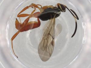  ( - BIOUG74993-F06)  @11 [ ] CreativeCommons - Attribution (2021) Centre for Biodiversity Genomics Centre for Biodiversity Genomics