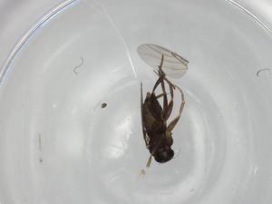  ( - BIOUG75055-H01)  @11 [ ] CreativeCommons - Attribution (2021) Centre for Biodiversity Genomics Centre for Biodiversity Genomics