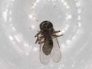  ( - BIOUG75065-E11)  @11 [ ] CreativeCommons - Attribution (2021) Centre for Biodiversity Genomics Centre for Biodiversity Genomics