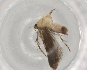  (blastoMalaise01 Malaise9153 - BIOUG75072-E08)  @11 [ ] CreativeCommons - Attribution (2021) Centre for Biodiversity Genomics Centre for Biodiversity Genomics