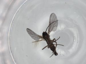  ( - BIOUG75100-H09)  @11 [ ] CreativeCommons - Attribution (2021) Centre for Biodiversity Genomics Centre for Biodiversity Genomics