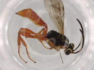  ( - BIOUG75211-C11)  @11 [ ] CreativeCommons - Attribution (2021) Centre for Biodiversity Genomics Centre for Biodiversity Genomics