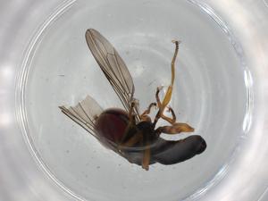  ( - BIOUG75257-H09)  @11 [ ] CreativeCommons - Attribution (2021) Centre for Biodiversity Genomics Centre for Biodiversity Genomics