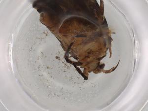  ( - BIOUG75406-E07)  @11 [ ] CreativeCommons - Attribution (2021) Centre for Biodiversity Genomics Centre for Biodiversity Genomics