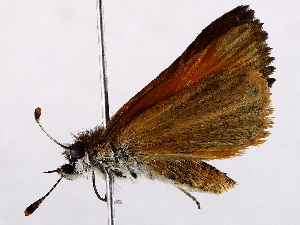  ( - BIOUG64398-D11)  @11 [ ] CreativeCommons - Attribution (2021) CBG Photography Group Centre for Biodiversity Genomics