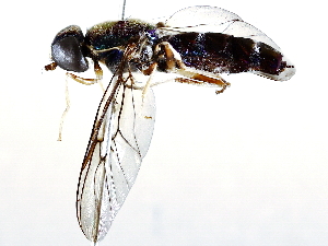  ( - BIOUG64400-B09)  @11 [ ] CreativeCommons - Attribution (2021) CBG Photography Group Centre for Biodiversity Genomics