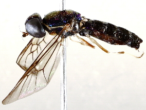  ( - BIOUG71255-B04)  @11 [ ] CreativeCommons - Attribution (2021) CBG Photography Group Centre for Biodiversity Genomics