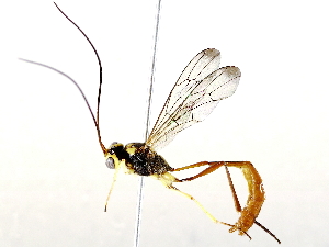  (Podogaster Janzen9996 - BIOUG71255-C09)  @11 [ ] CreativeCommons - Attribution (2021) CBG Photography Group Centre for Biodiversity Genomics