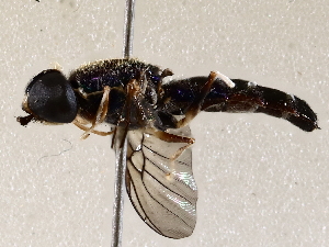  ( - BIOUG72910-H09)  @11 [ ] CreativeCommons - Attribution (2021) CBG Photography Group Centre for Biodiversity Genomics