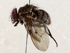  ( - BIOUG72911-B08)  @11 [ ] CreativeCommons - Attribution (2021) CBG Photography Group Centre for Biodiversity Genomics