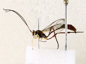  (Podogaster Janzen2563 - BIOUG72912-A01)  @11 [ ] CreativeCommons - Attribution (2021) CBG Photography Group Centre for Biodiversity Genomics