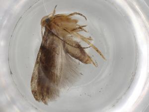  ( - BIOUG73990-H03)  @11 [ ] CreativeCommons - Attribution (2021) Centre for Biodiversity Genomics Centre for Biodiversity Genomics