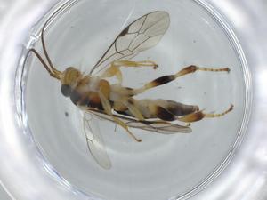  ( - BIOUG74450-A01)  @11 [ ] CreativeCommons - Attribution (2021) Centre for Biodiversity Genomics Centre for Biodiversity Genomics