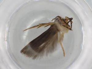  ( - BIOUG74781-B05)  @11 [ ] CreativeCommons - Attribution (2021) Centre for Biodiversity Genomics Centre for Biodiversity Genomics