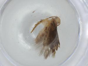  ( - BIOUG74796-B02)  @11 [ ] CreativeCommons - Attribution (2021) Centre for Biodiversity Genomics Centre for Biodiversity Genomics