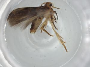  ( - BIOUG74869-A04)  @11 [ ] CreativeCommons - Attribution (2021) Centre for Biodiversity Genomics Centre for Biodiversity Genomics