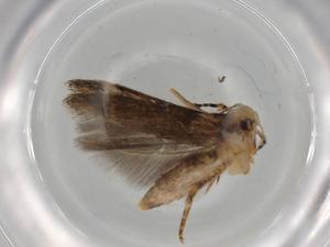  ( - BIOUG74870-D01)  @11 [ ] CreativeCommons - Attribution (2021) Centre for Biodiversity Genomics Centre for Biodiversity Genomics