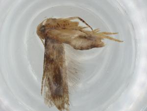  ( - BIOUG75102-H09)  @11 [ ] CreativeCommons - Attribution (2021) Centre for Biodiversity Genomics Centre for Biodiversity Genomics