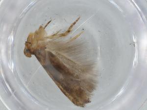  ( - BIOUG75420-F08)  @11 [ ] CreativeCommons - Attribution (2021) Centre for Biodiversity Genomics Centre for Biodiversity Genomics