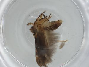  ( - BIOUG75506-A12)  @11 [ ] CreativeCommons - Attribution (2021) Centre for Biodiversity Genomics Centre for Biodiversity Genomics