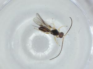  ( - BIOUG75842-B05)  @11 [ ] CreativeCommons - Attribution (2021) Centre for Biodiversity Genomics Centre for Biodiversity Genomics