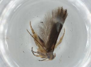  ( - BIOUG75906-D09)  @11 [ ] CreativeCommons - Attribution (2021) Centre for Biodiversity Genomics Centre for Biodiversity Genomics