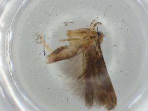  ( - BIOUG75906-F04)  @11 [ ] CreativeCommons - Attribution (2021) Centre for Biodiversity Genomics Centre for Biodiversity Genomics