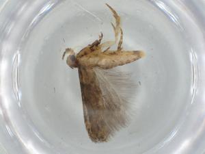  ( - BIOUG75908-F02)  @11 [ ] CreativeCommons - Attribution (2021) Centre for Biodiversity Genomics Centre for Biodiversity Genomics