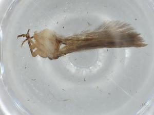  ( - BIOUG75908-F05)  @11 [ ] CreativeCommons - Attribution (2021) Centre for Biodiversity Genomics Centre for Biodiversity Genomics