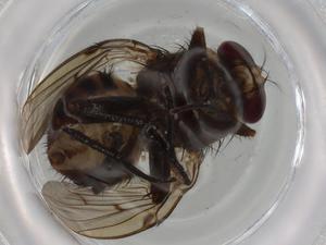  ( - BIOUG76045-D06)  @11 [ ] CreativeCommons - Attribution (2021) Centre for Biodiversity Genomics Centre for Biodiversity Genomics