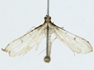  ( - BIOUG85485-C03)  @11 [ ] CreativeCommons - Attribution (2022) CBG Photography Group Centre for Biodiversity Genomics