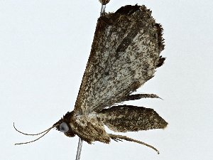  ( - BIOUG89943-B12)  @11 [ ] CreativeCommons - Attribution (2022) CBG Photography Group Centre for Biodiversity Genomics