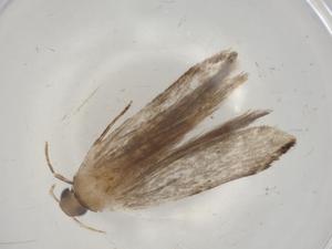  ( - BIOUG92509-A02)  @11 [ ] CreativeCommons - Attribution (2022) Centre for Biodiversity Genomics Centre for Biodiversity Genomics