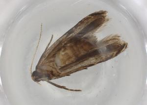  ( - BIOUG92509-C02)  @11 [ ] CreativeCommons - Attribution (2022) Centre for Biodiversity Genomics Centre for Biodiversity Genomics